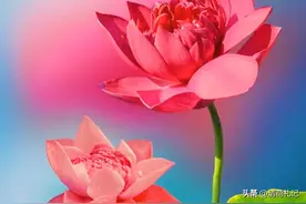 清荷札记——半亩花田，随喜念安图片