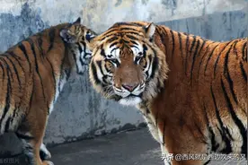 连载#西风低吟（一只大猫的奋斗）——老虎娶新娘子图片