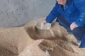河南一老人卖2000斤小麦掺约400斤沙子，收购者：拿这种人没办法图片