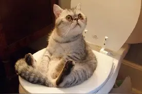 如果一只猫有这五个特征，说明它的智商很高，不要低估它图片