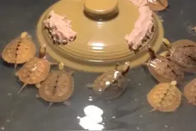 新手养殖金钱龟不用担心图片