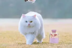 乾隆和他的猫再上热搜！网友：“这就是临清狮猫的魅力吗！”图片