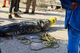 墨西哥一男子在公园游泳，被鳄鱼咬住拖行死亡，鳄会被杀或放生？图片