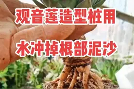 自己制作观音莲造型老桩，选一颗公的观音莲𣎴生崽根系要好两年以上的老桩，用水冲掉根部的泥沙，露出根部老桩，修剪根系后干土上盆一周后浇小水#多肉 #多肉养护 视频封面