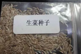 3种“青叶菜”，立春后种上，阳台栽几盆就够全家人吃了图片
