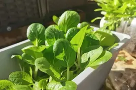 阳台怎么种小白菜？做好简单3步，长势旺，吃不停，好吃又省钱图片