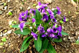 悄悄火起来的6种“山野草”，挖回家栽好，比花市的花还好看图片