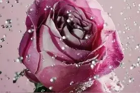 唯美漂亮的玫瑰花图片图片