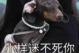 赵露思的狗狗比她本人还火？路人居然凭狗认出了明星！图片