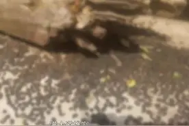 头皮发麻：哈尔滨一村突现大量臭虫！是何原因？和地震有无关联？图片