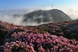 多彩贵州·花漾中国丨藏在贵州的春天·六盘水篇图片