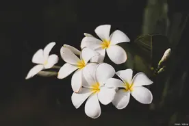 真正高级的人生，往往都很简单图片