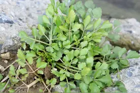 这野菜是入侵物种，4月正鲜嫩，长老了也能吃，煲汤甘甜又祛湿图片