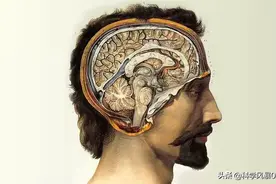 大脑软的可以在颅腔内晃动，脑震荡为什么不会在啄木鸟身上发生？图片