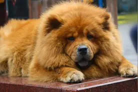 山东男子收养藏獒幼犬，2年后妻子遭醉汉欺负，藏獒护主将其咬伤图片