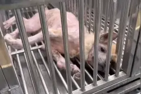 江苏：在警官的帮助下，面目全非的流浪萨摩耶成功获救，重获希望图片