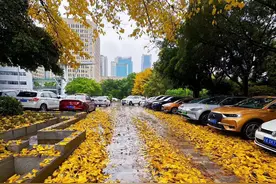 春风吹落叶~重庆连树都不走寻常路！图片