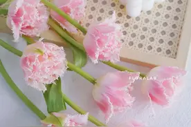 100朵郁金香 | 美人鱼岛郁金香，细碎流苏毛边，粉粉朦胧感~vol.11图片