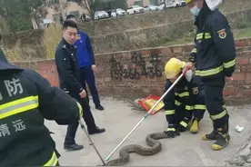 佛冈一工厂门口现大蟒蛇！已放生...图片