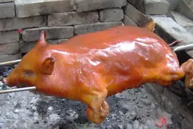 巴马香猪图片
