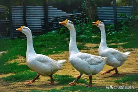 别盯着那只“鹅”，来get这些新技能图片