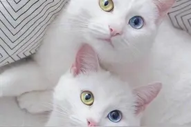 猫咪异瞳是怎么形成的？图片
