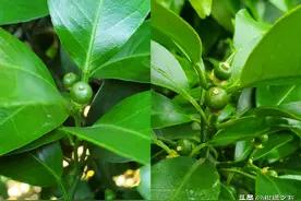 不用激素保果，不控夏梢，柑橘品种不同新手别跟风管理！图片