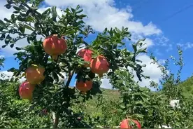 磷酸二氢钾使用效果与时间相关，果树“3个时间段”使用功效倍增图片