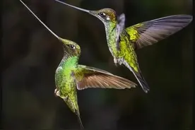 世界上最小的鸟---蜂鸟图片