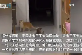 全球首例新冠发现人传猫猫传人图片