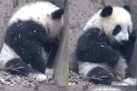 残疾熊猫宝宝遭游客泼水！最新回应图片