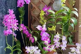 8种花，叶子“会生娃”，叶子切2半，丢在土里就开花图片