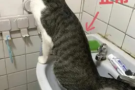 猫咪尿闭应该如何预防和自查？图片