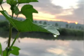 泸州人口中的“冬寒菜”，却是阳春时节必不可少的鲜味图片