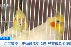 突然火了，一只卖到2000元！央视曝光：小心违法图片