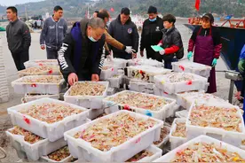 玉环渔民捕到新年第一潮海虾图片