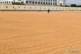【产业发展看凉州】凉州：做好粮食储备 保障粮食安全图片