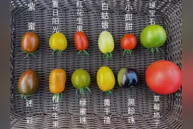 圣女果到底是不是小番茄？一文明白圣女果和小番茄的关系图片