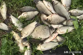 初夏钓鲫鱼，5个自制饵料效果绝佳，杂鱼不沾，专攻大板鲫图片