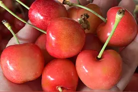 车厘子的JJ和JJJ是什么意思？今年价格腰斩，怎么选才划算图片