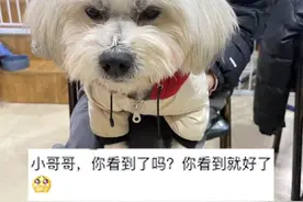 四川一男子捡到干净流浪狗，养了3天在帽子里发现纸条，内容暖心图片