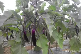 三伏天都来种植这两种蔬菜吧，五天施肥一次，每天摘不停图片