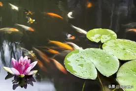 庭院养锦鲤冬天怎么过冬？庭院养锦鲤过冬的方法图片