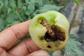 被称为杀虫王子的氯虫苯甲酰胺，四个经典配方，能治400多种害虫图片