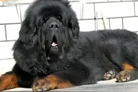 世界上最凶猛的犬种，你知道吗？图片
