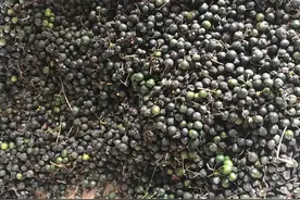 药食两用中药黄精种植技术图片