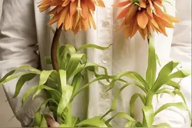 常用花材养护攻略，花艺师必看图片