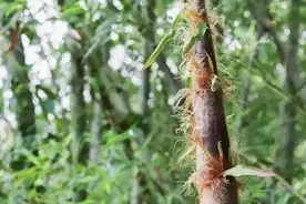 一个“笋”广东有多少地区来夺图片