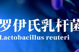 认识罗伊氏乳杆菌(Lactobacillus reuteri)图片