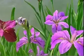 五月是花的世界，花香四溢露娇颜，美轮美奂耀眼帘图片